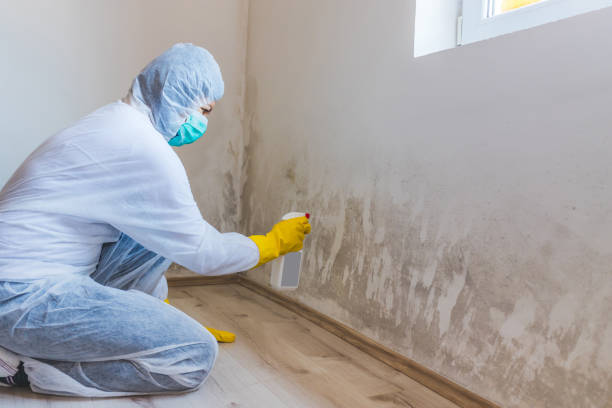 Licensed Attic Mold Remediation service in Teterboro, NJ - Car Mold Remediation