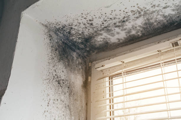 Affordable Attic Mold Remediation solutions in Teterboro, NJ